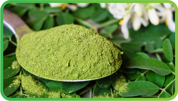 moringa daun kelor